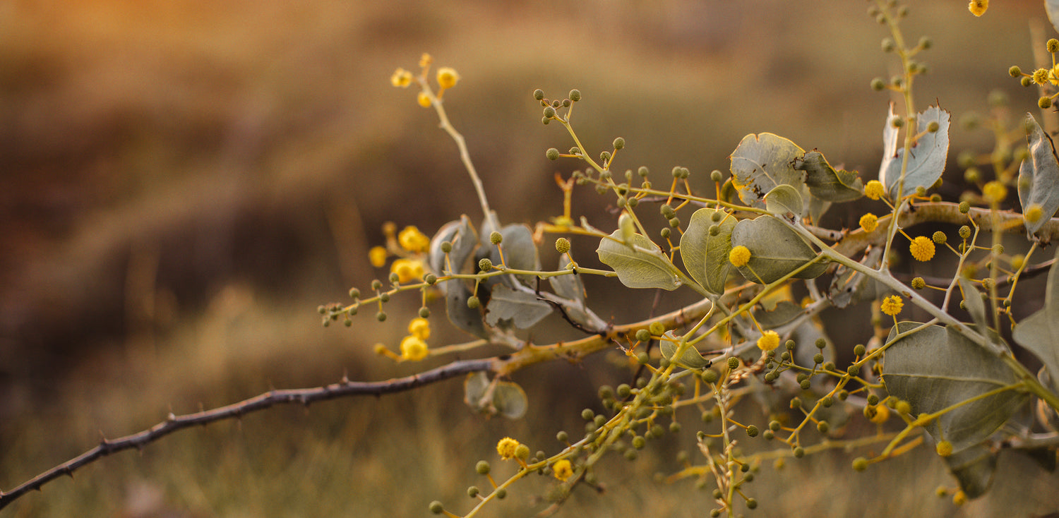 LET'S TALK ABOUT POSTBIOTICS