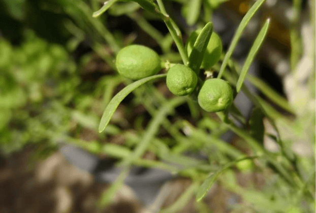 Desert Lime