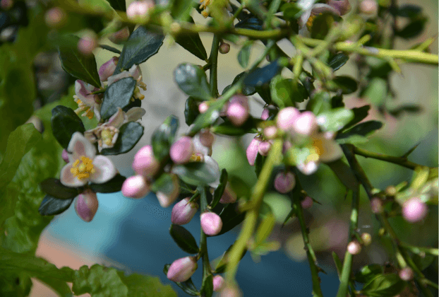 Finger Lime