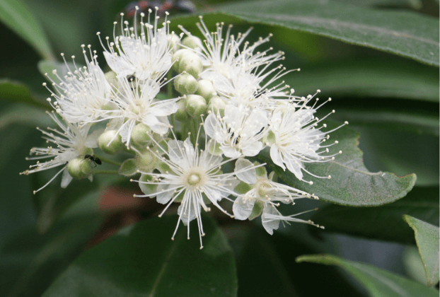 Lemon Myrtle