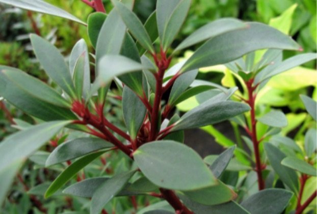 Tasmanian Mountain Pepper Leaf
