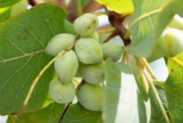 Kakadu Plum