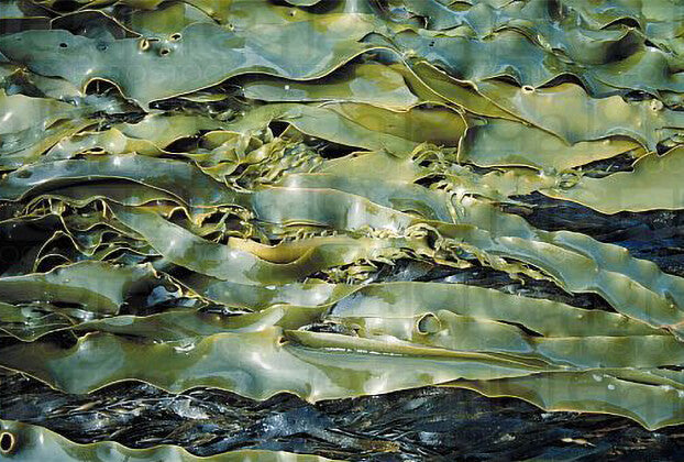 Native Seaweed